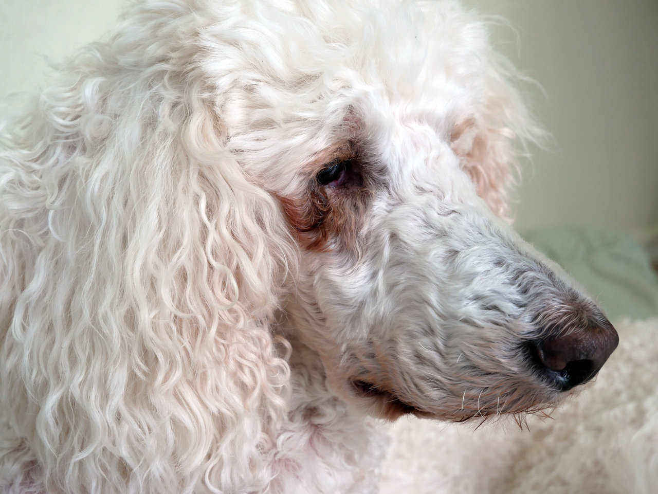 white dog with brown tear stains