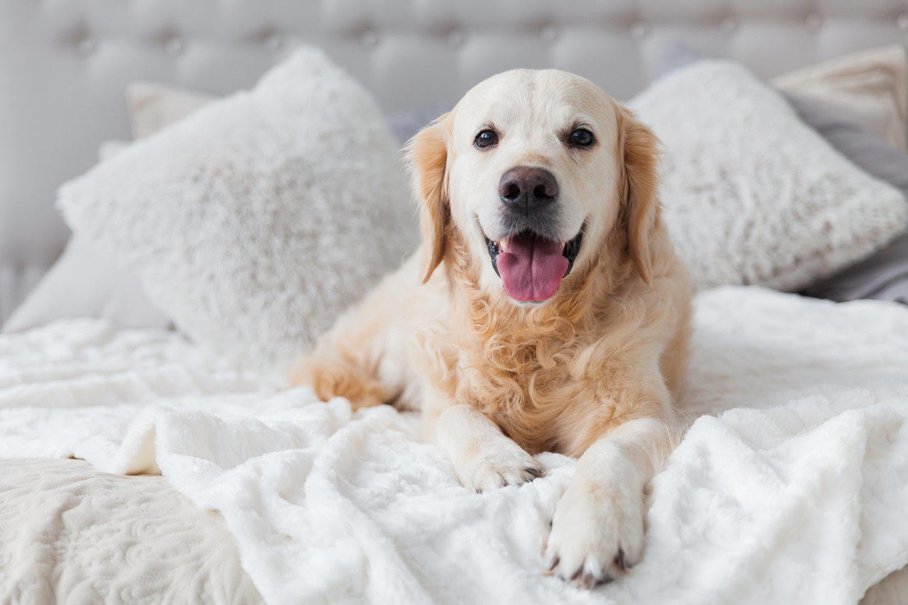 golden retriever laying in bed
