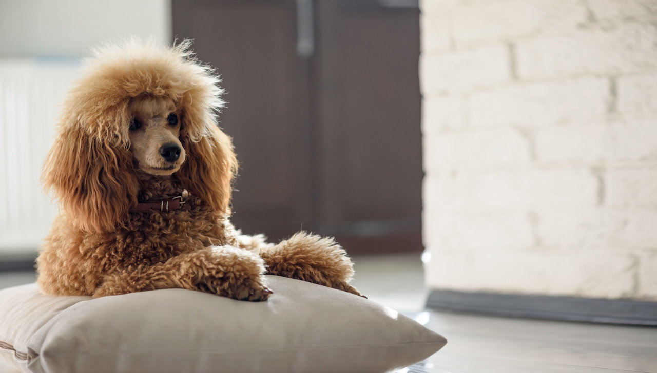 Poodle resting on pillow