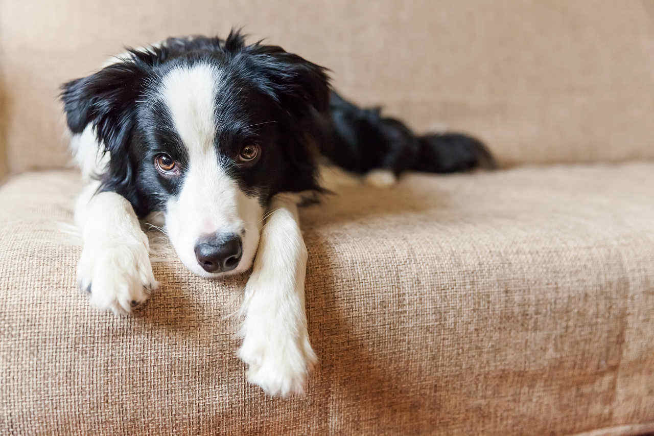 border collie laying on couch