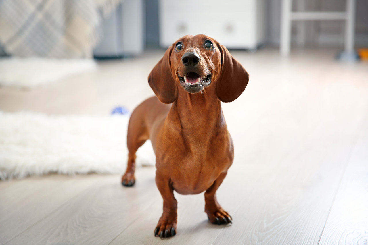 Dachshund playing in living room