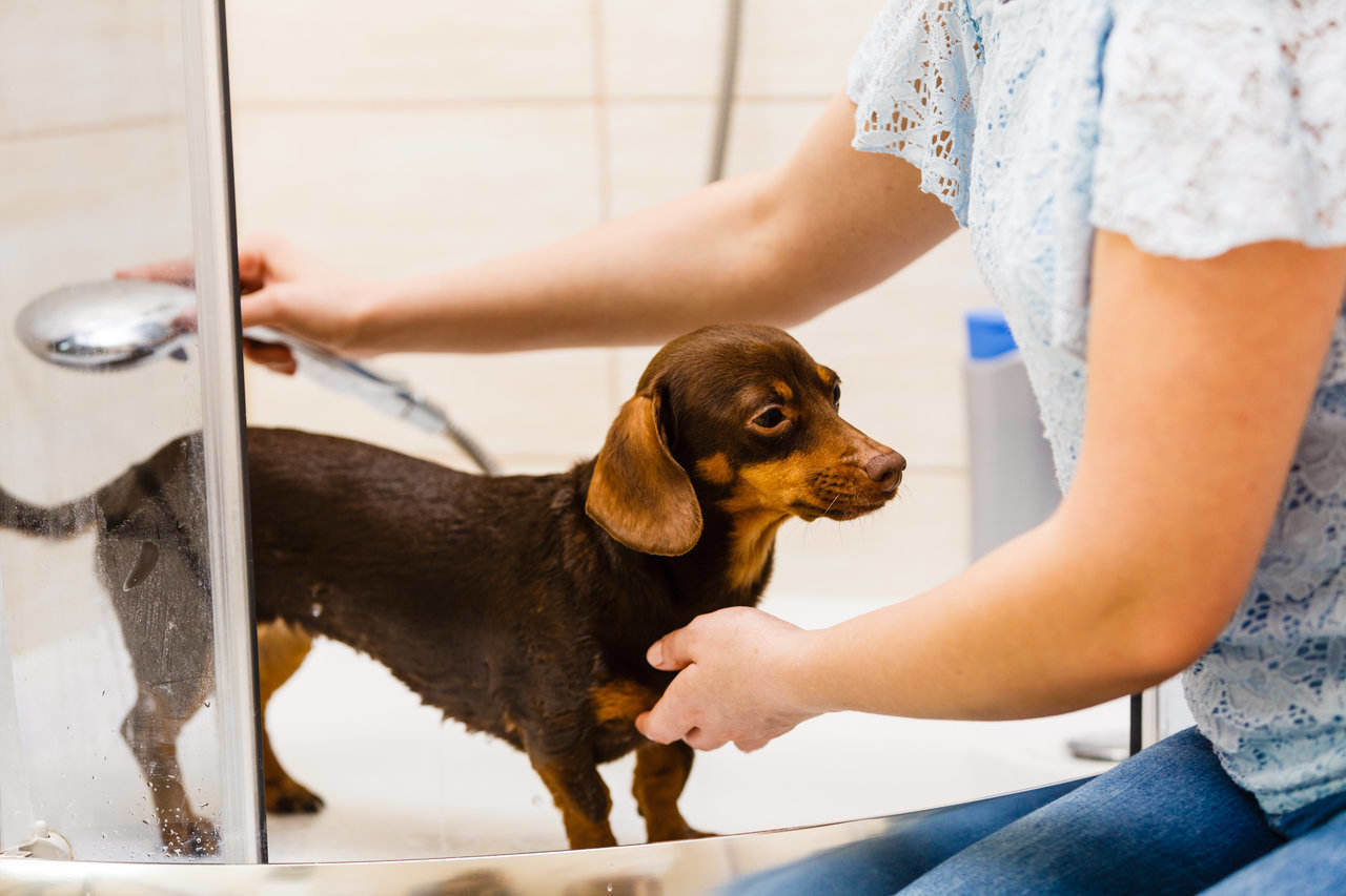 Woman washing dog in shower