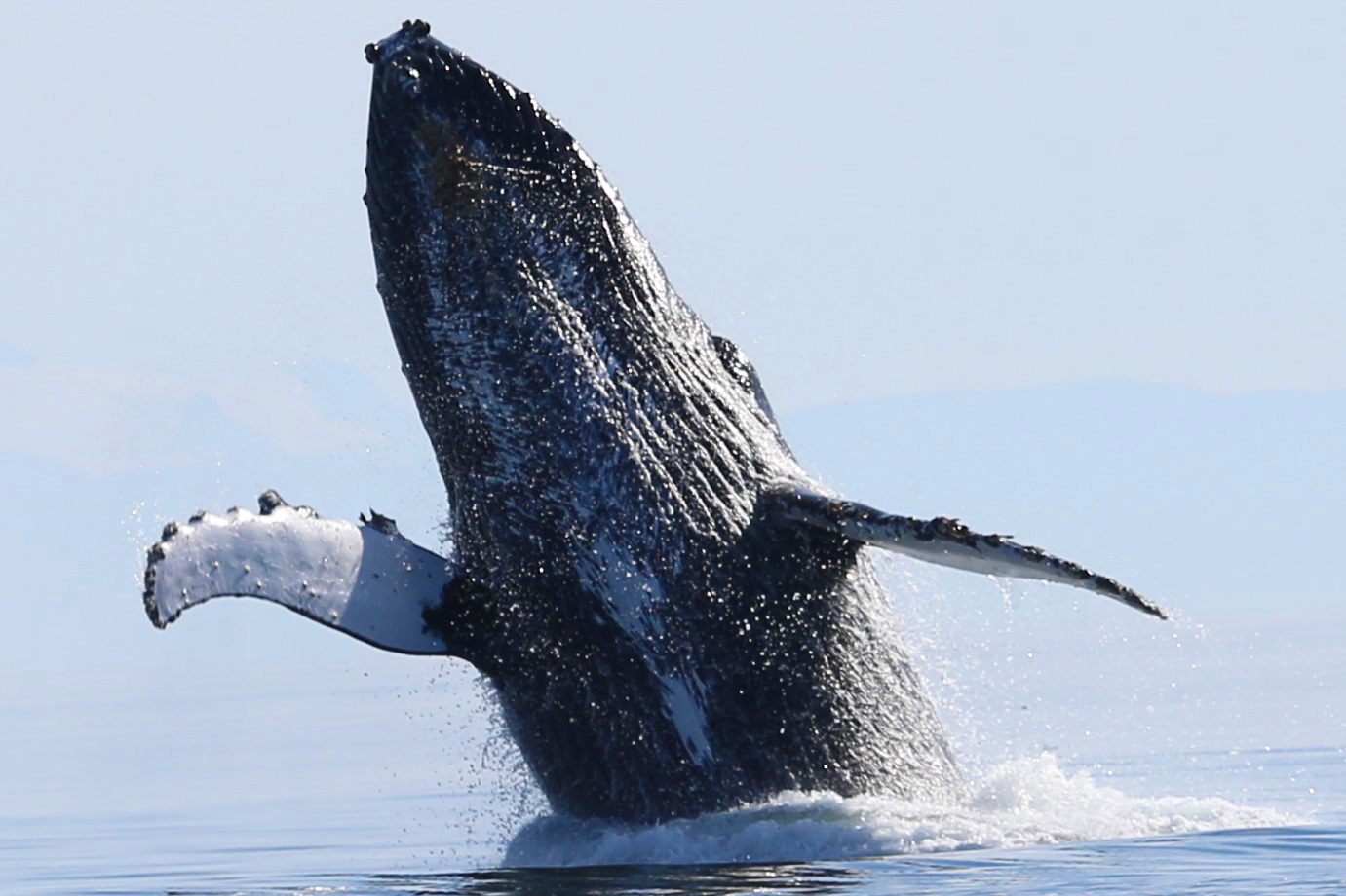 Experience the Ultimate Alaska Whale Watching Adventure at Pybus Point ...