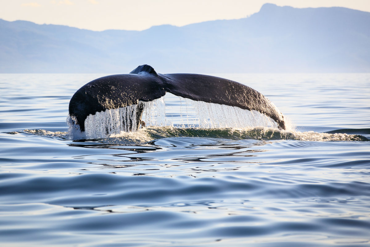 Experience the Ultimate Alaska Whale Watching Adventure at Pybus Point