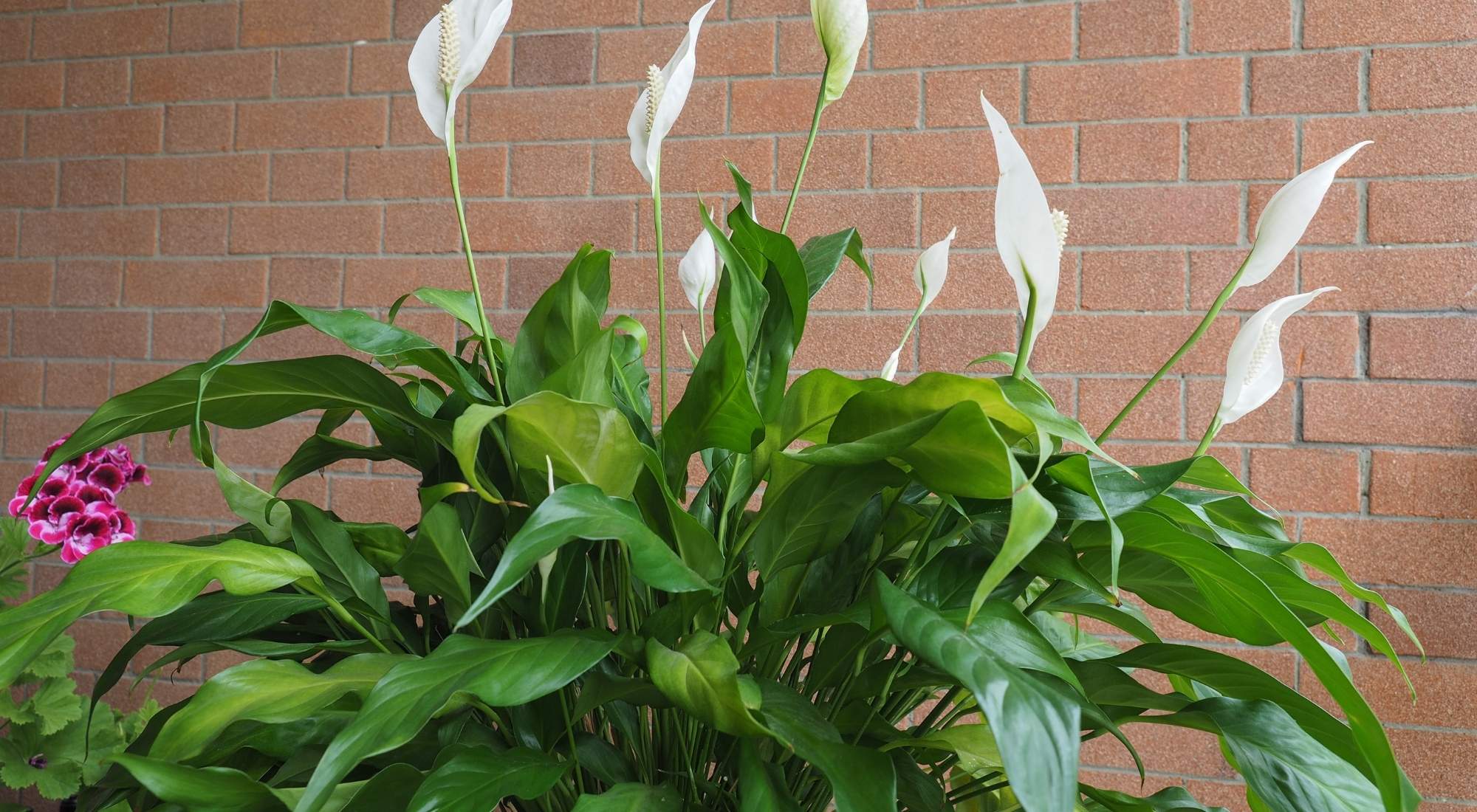 Is Your Peace Lily Turning Brown? 3 Reasons Why and What to Do About it