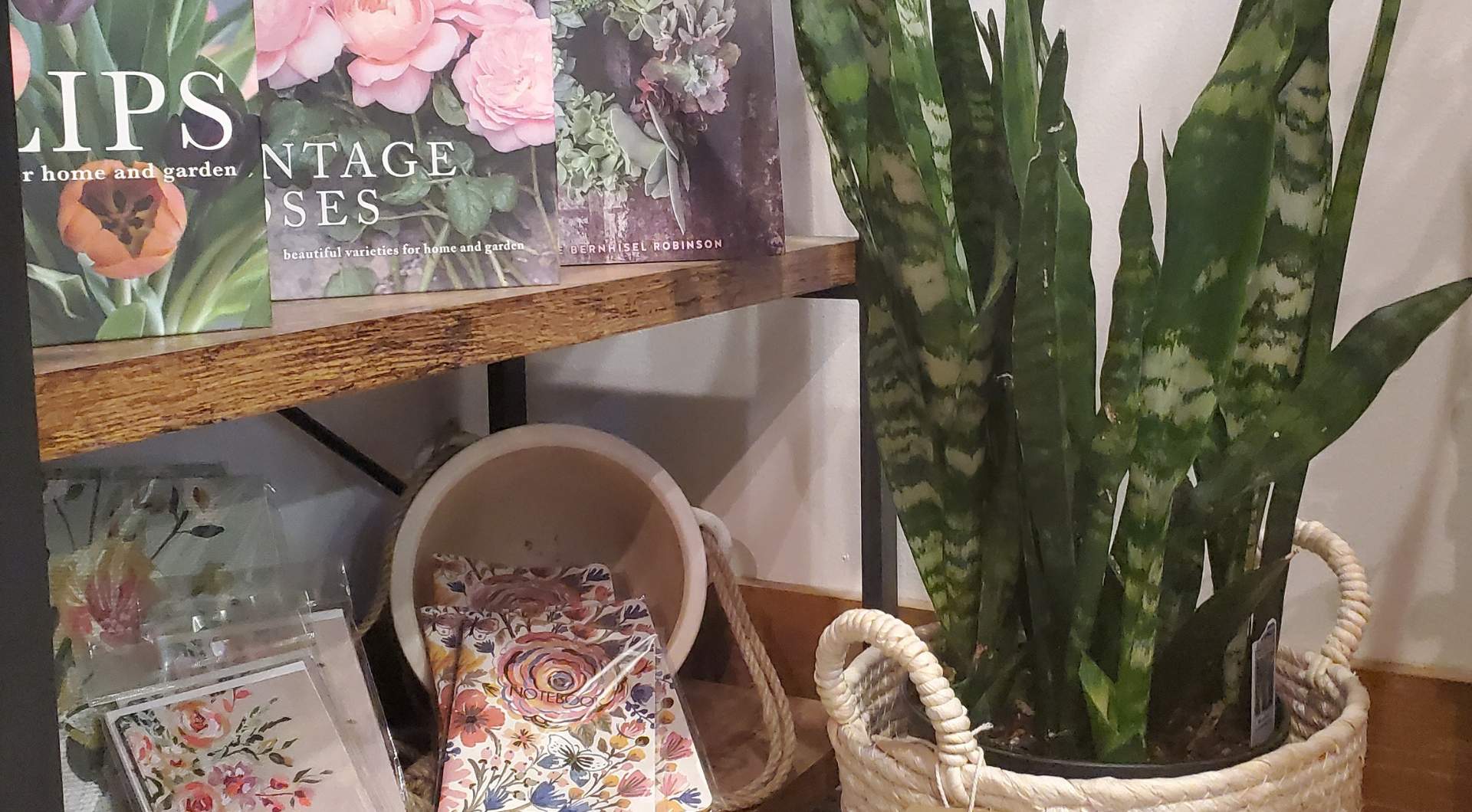 Perk Up Your Plants How Coffee Grounds Can Help Your Houseplants