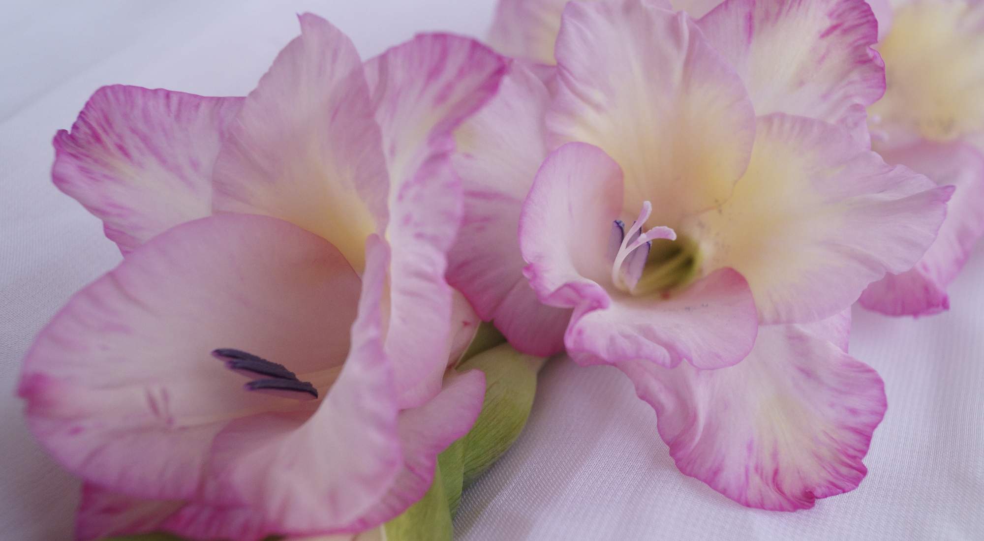 Funeral Flower Etiquette Choosing the Best Flowers and Arrangements To