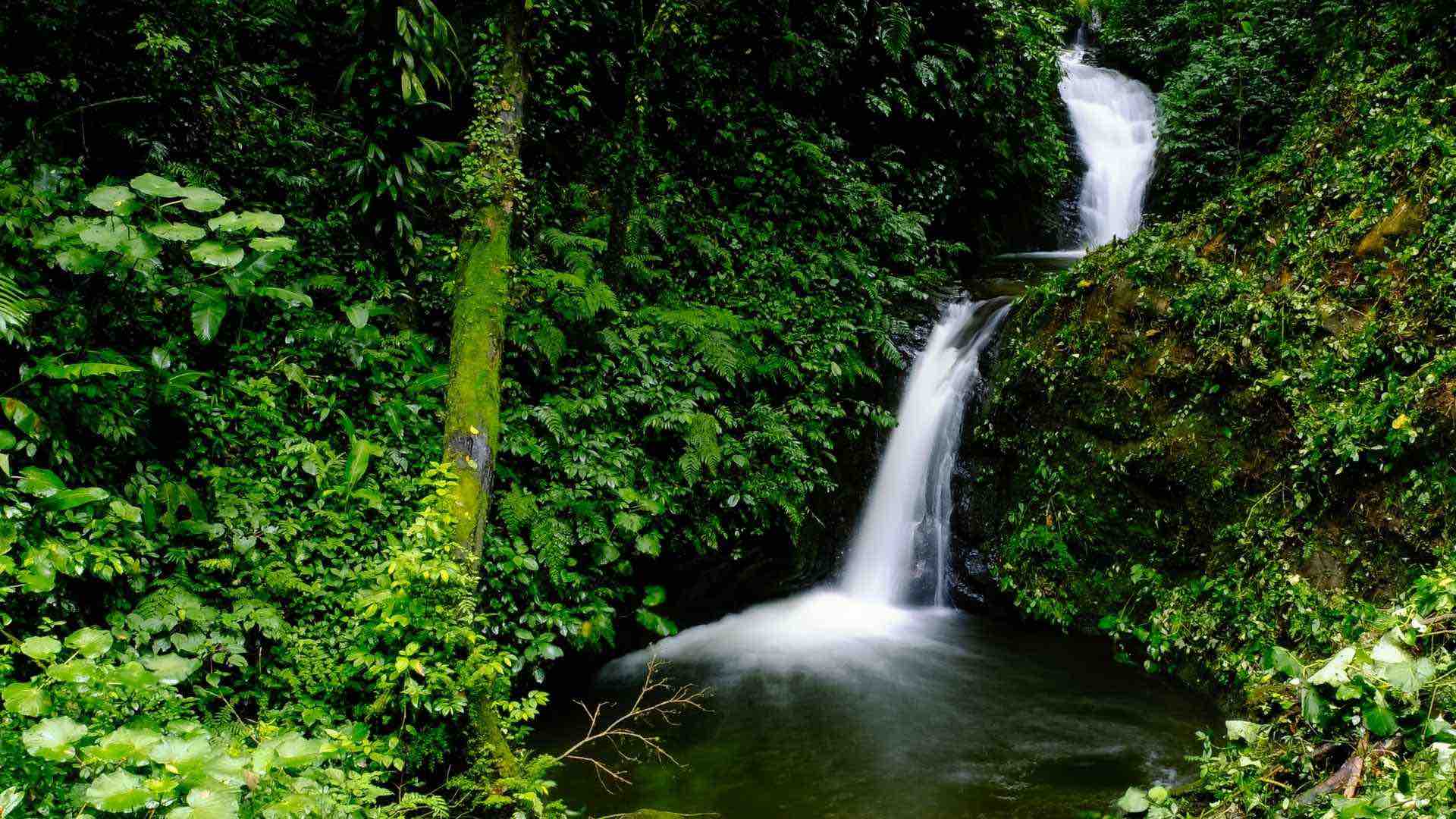 Ayahuasca EcoRetreat in Monteverde, Costa Rica Behold Retreats