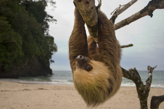 Sloth hanging from tree on beach