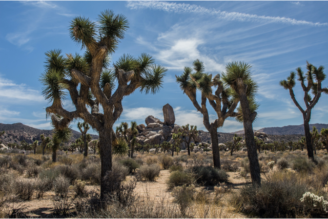 Tress and fauna in the desert, which act as natural carbon sinks.