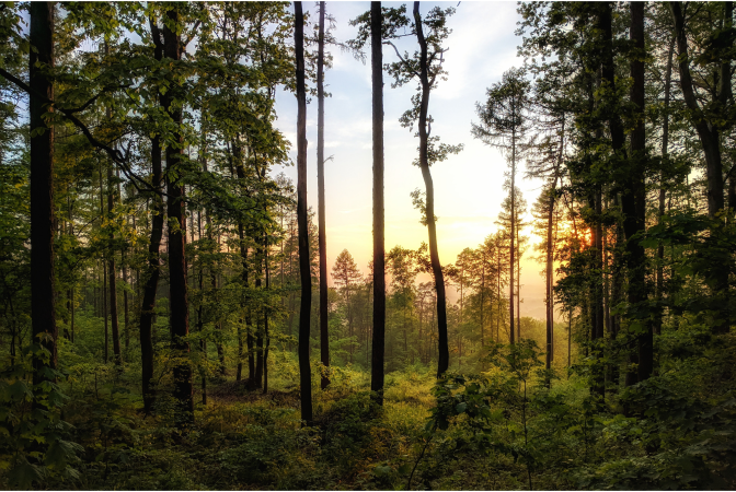 Majestic forest with trees at dusk