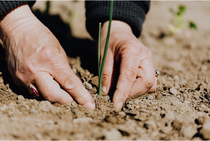 Womans hands planting a crop