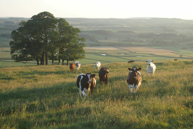 Cattle standing in a field, tree in background