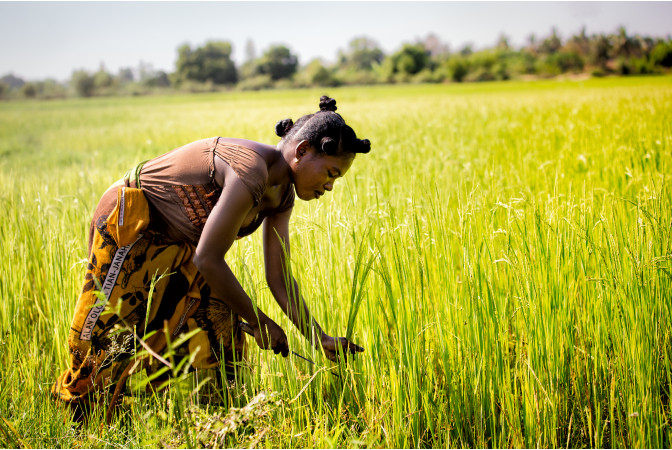 African woman harvesting grass with a sickle