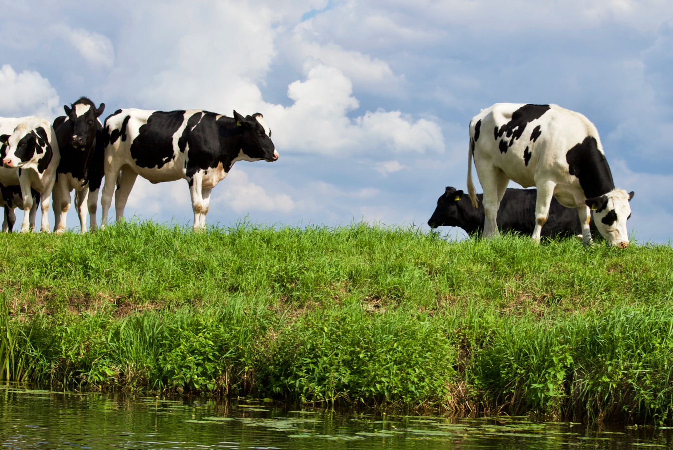 Five Jersey cows grazing a pasture, symbolizing the impact of animal agriculture on climate change.