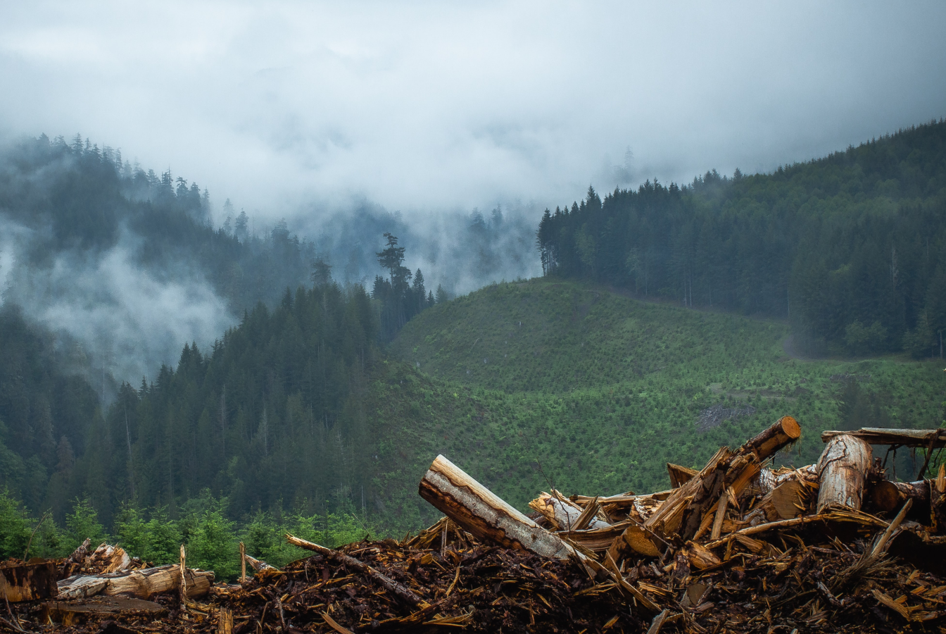 Virgin forest in Canada cut down so the wood can be used for toilet paper.