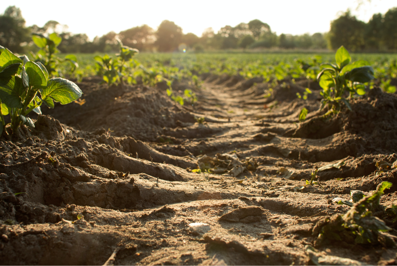 Furrows of crops growing in the sun