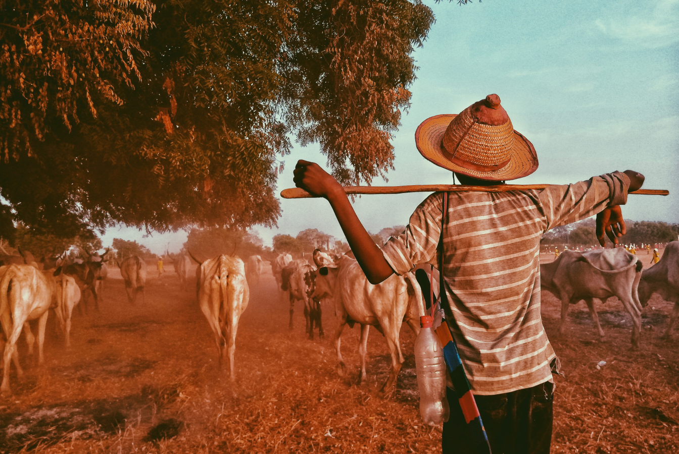 Farmer watching longhorn cattle graze