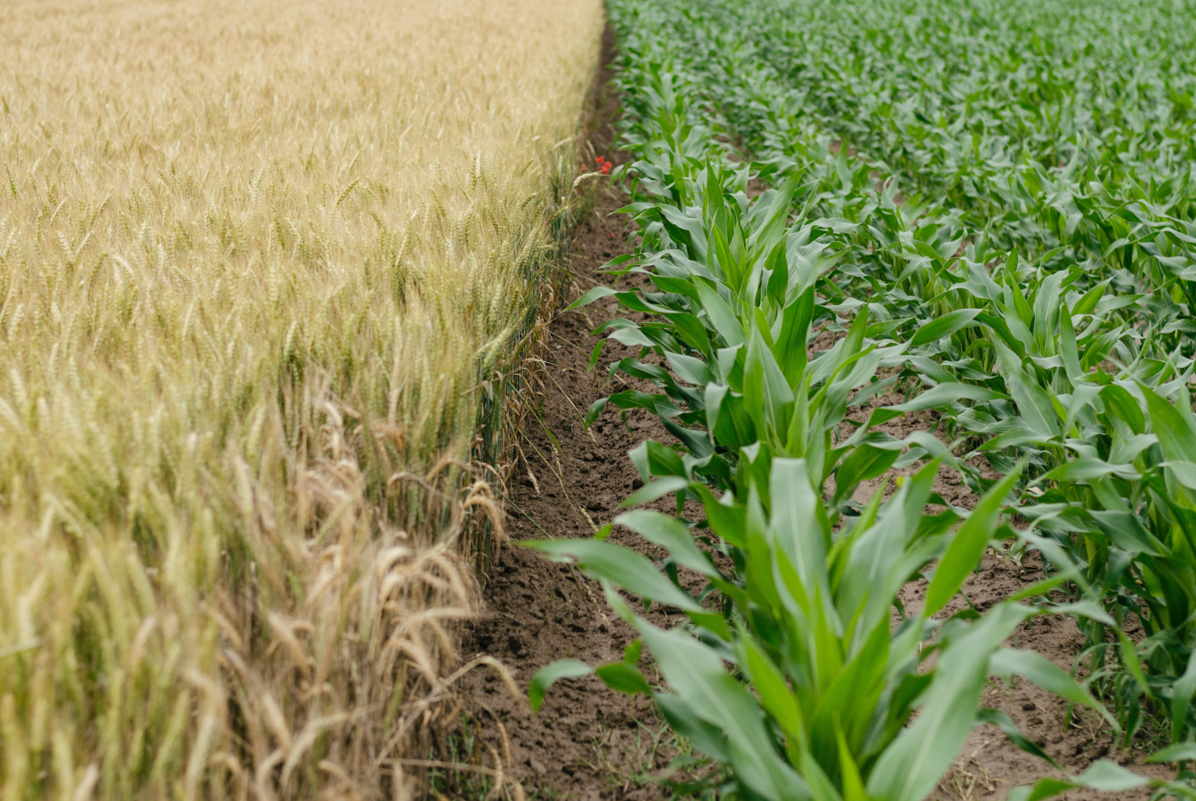 Field planted half with wheat half with crops