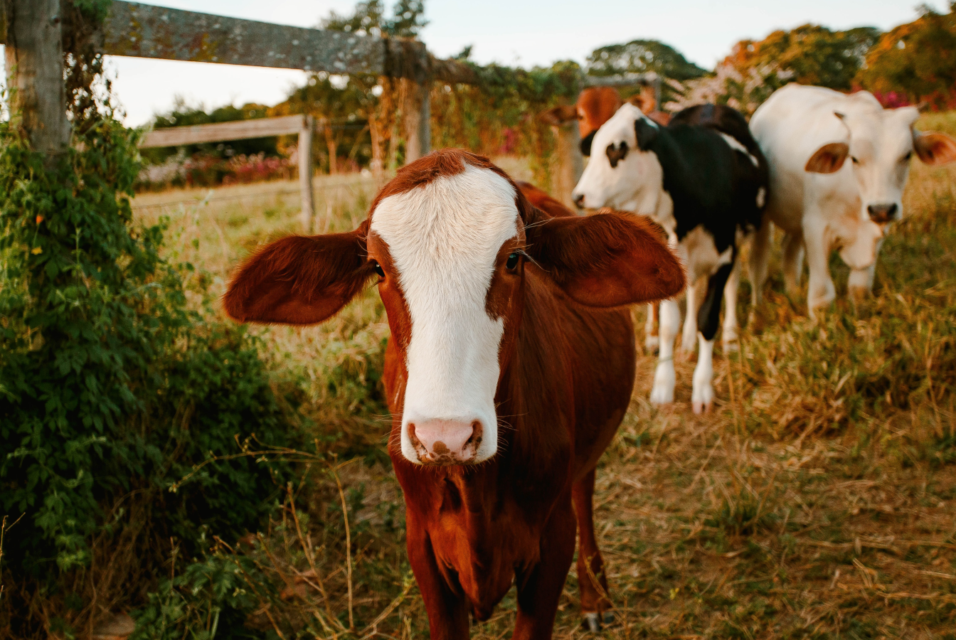 Grazing cattle looking into the camera