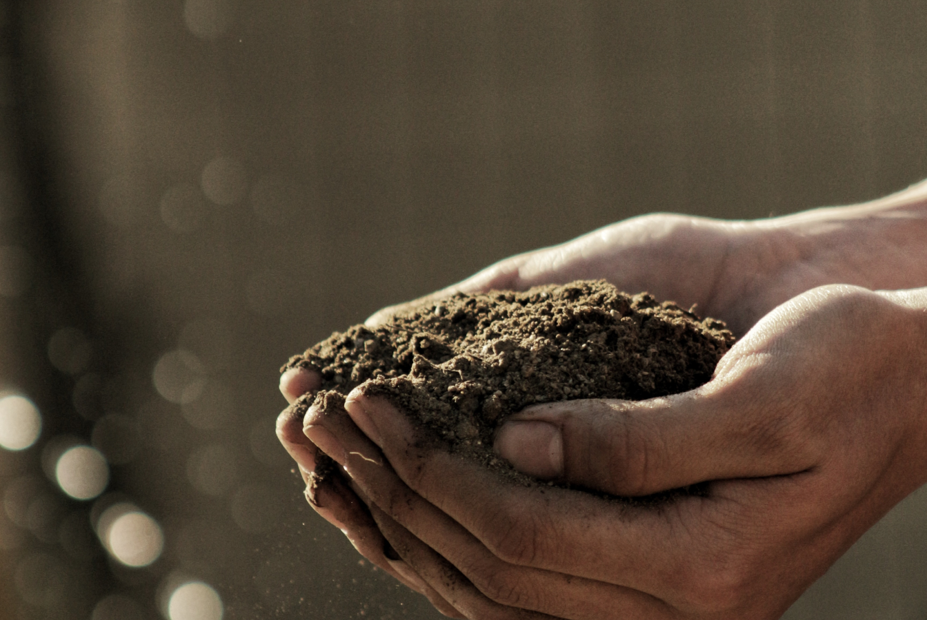 Cupped hands holding soil