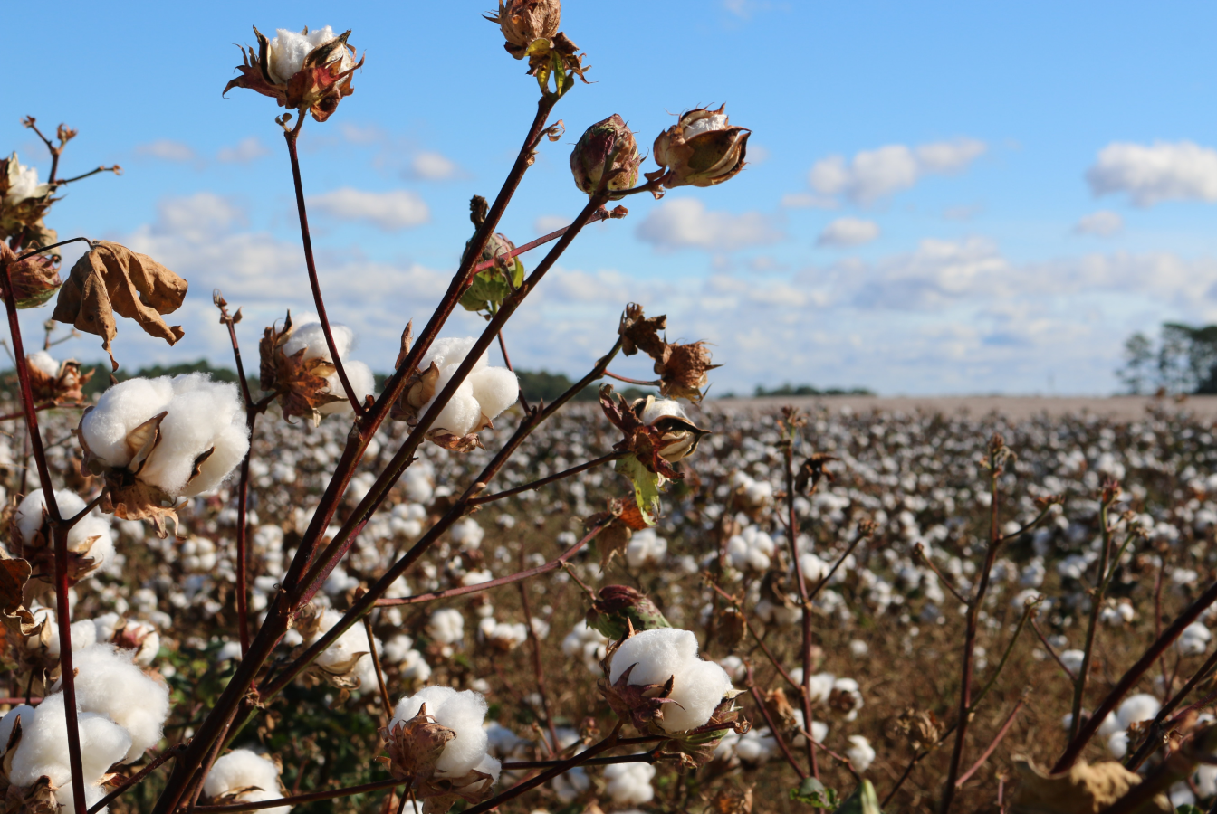 Field of cotton with boles ready to harvest