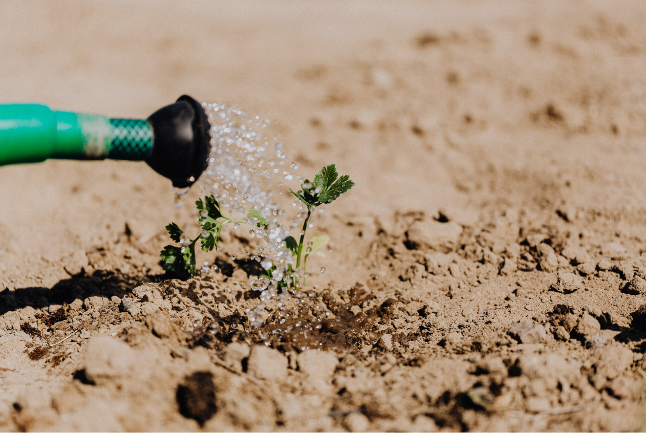 Watering can watering sappling