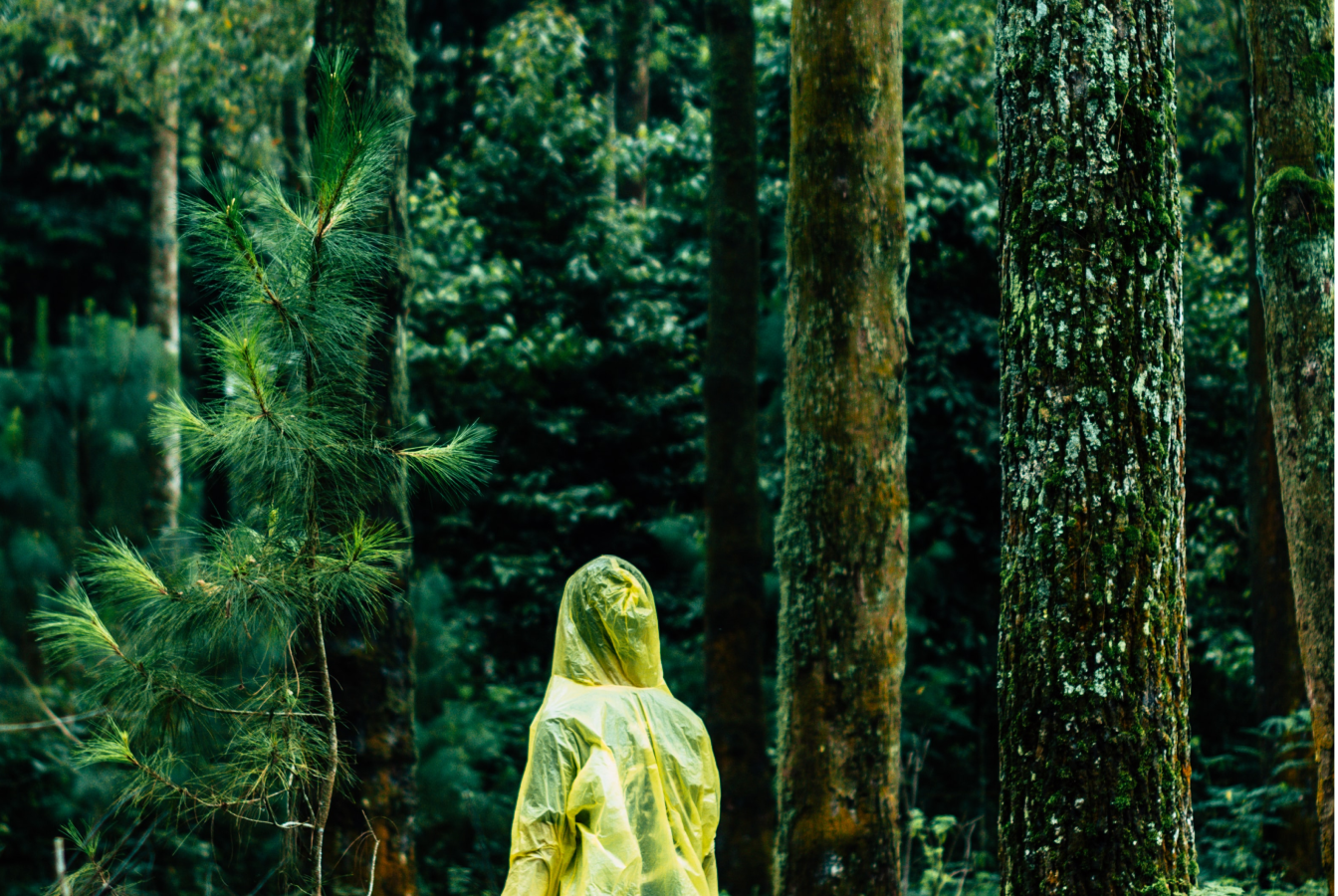 Person with poncho on looking into dense forest