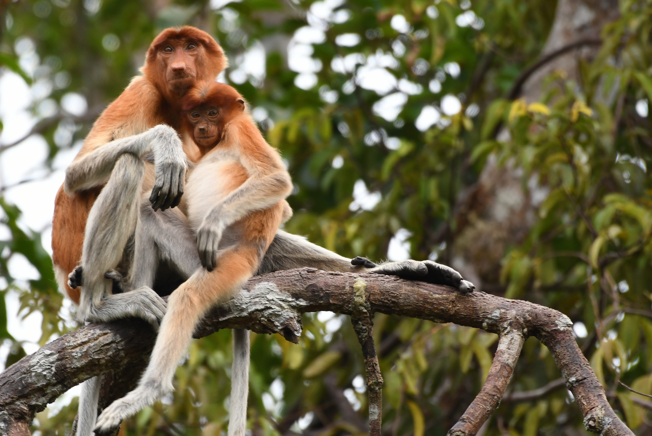 Proboscus monkeys snuggling in tree