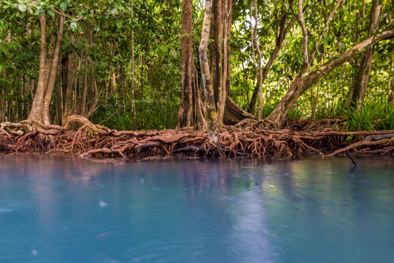 A mangrove acting as a natural carbon sink.