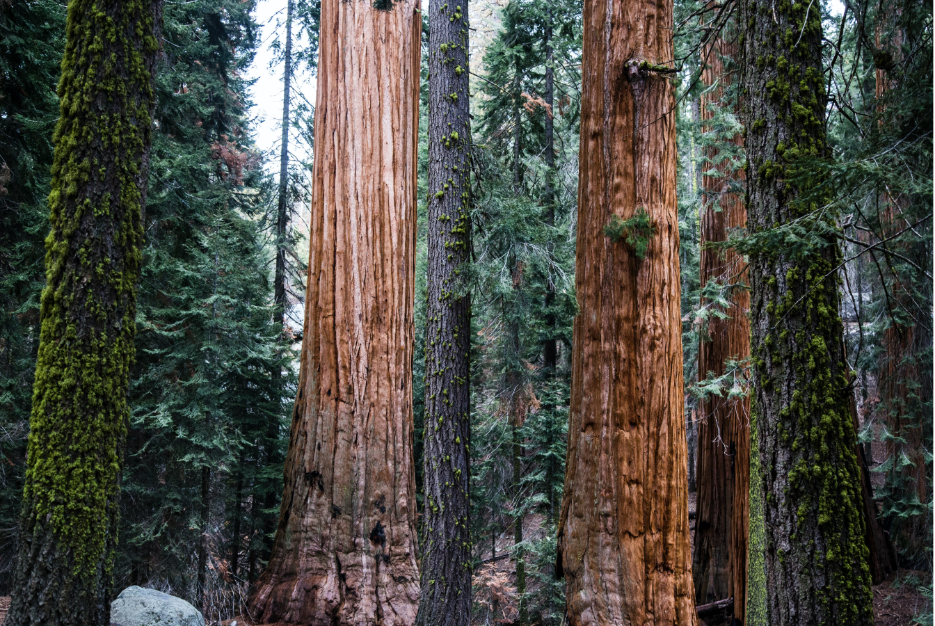 Old growth forest sequestering carbon