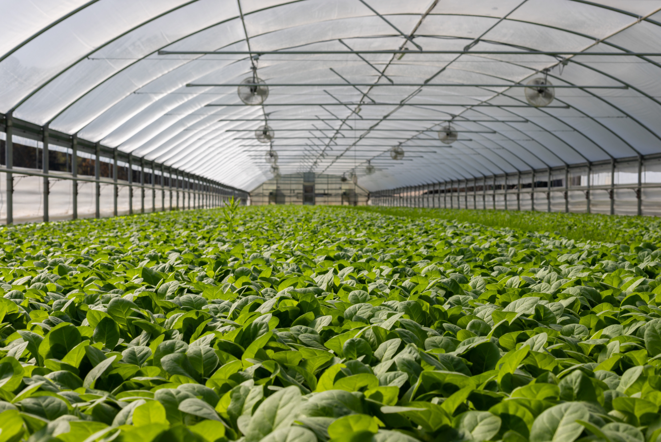 Sea of leafy greens growing in a greenhouse
