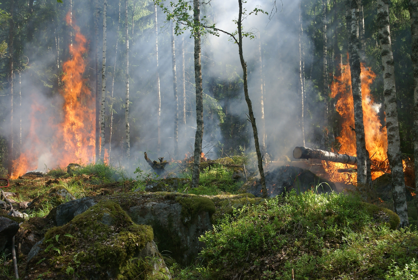 Fire consumes a lush, green forest
