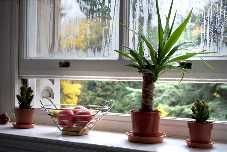 Plants and a fruit bowl sit on the windowsill of an open window at home