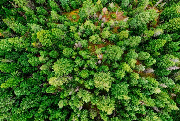 An aerial view of a lush forest planted to offset carbon emissions