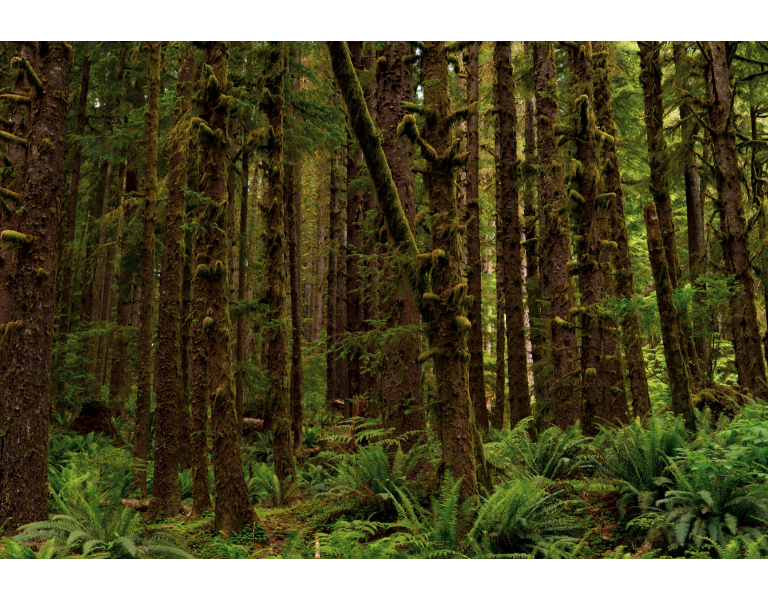 Trees in an old-growth forest