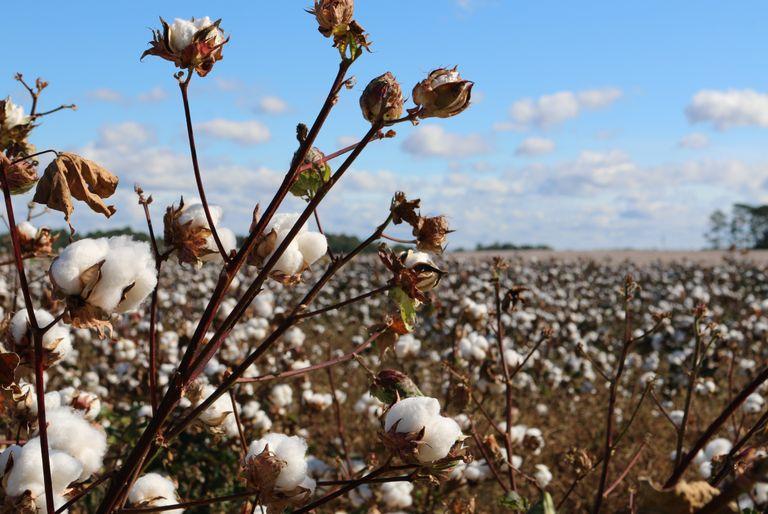 Field of cotton with boles ready to harvest