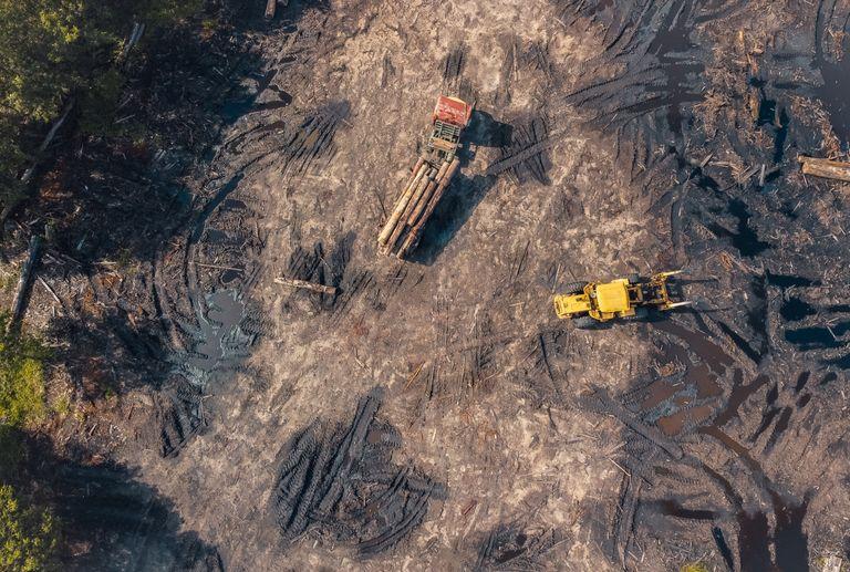 Trees being logged and removed resulting in deforestation