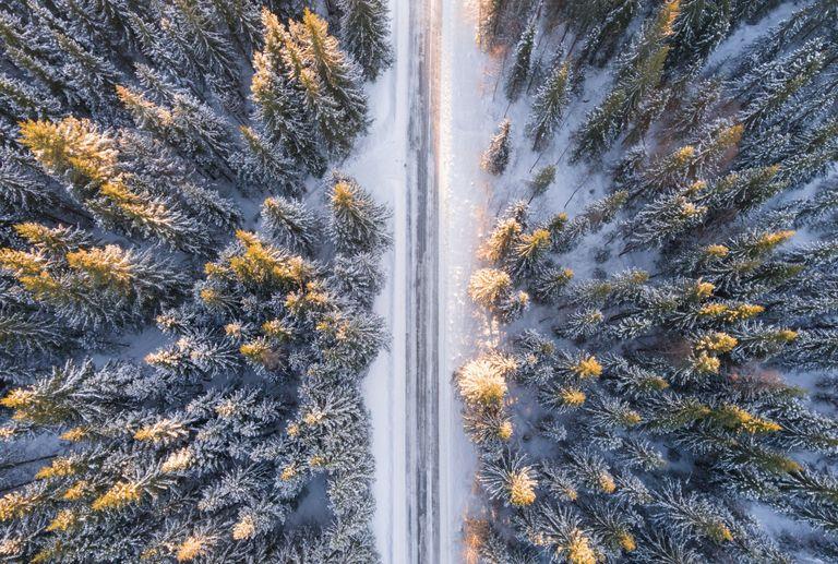Old-growth forest in the winter