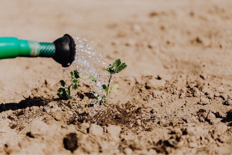 A newly planted tree from a carbon offset program being watered