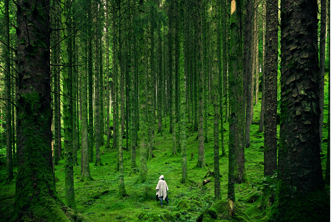 Old-growth forest covered in green moss