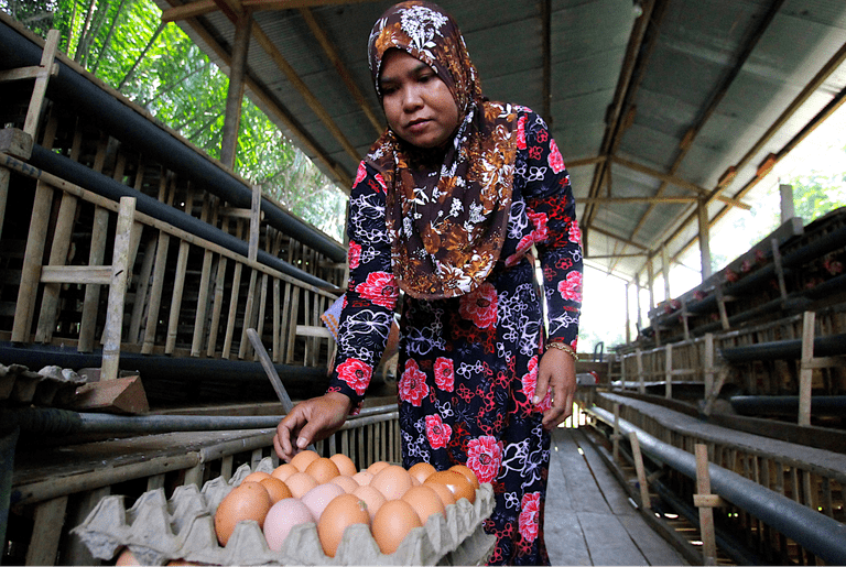 Women collecting eggs in rural area
