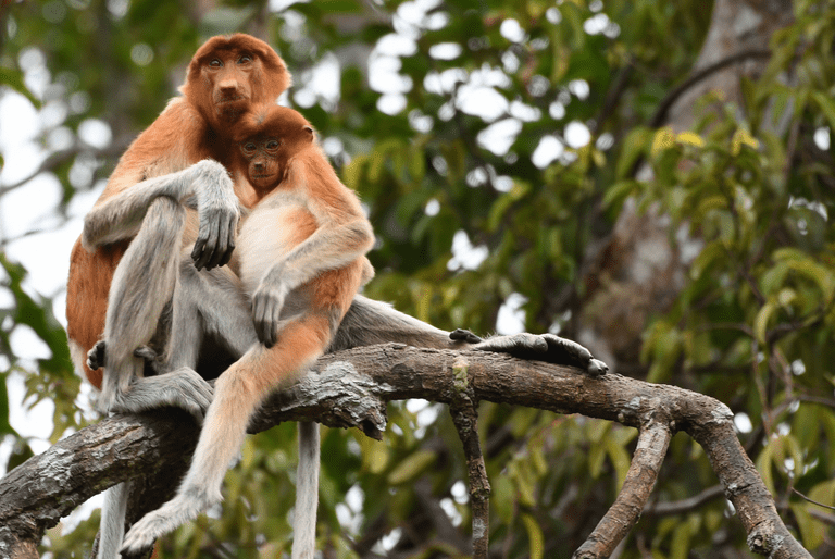 monkeys in trees, victims to deforestation