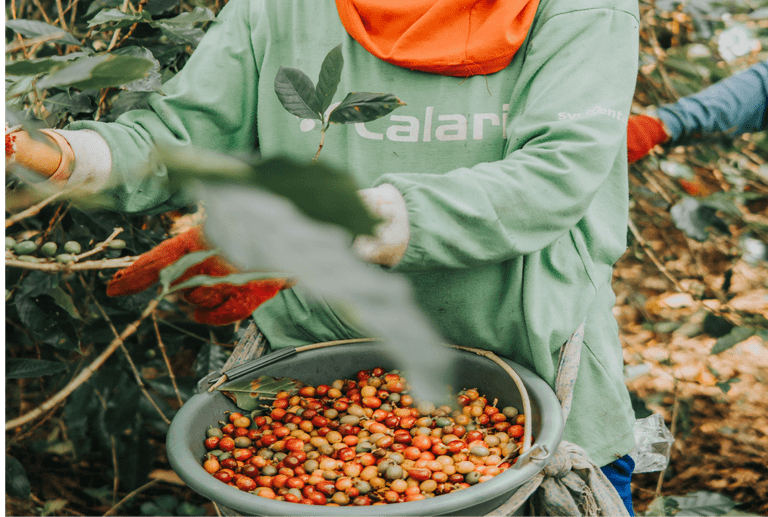 Worker picking coffee beans