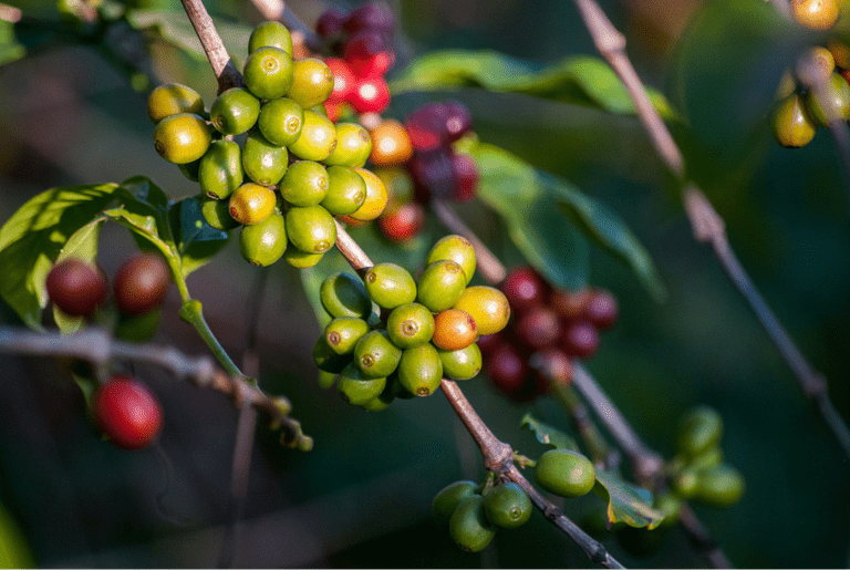 coffee bean plant