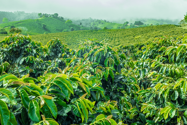 coffee bean plantation