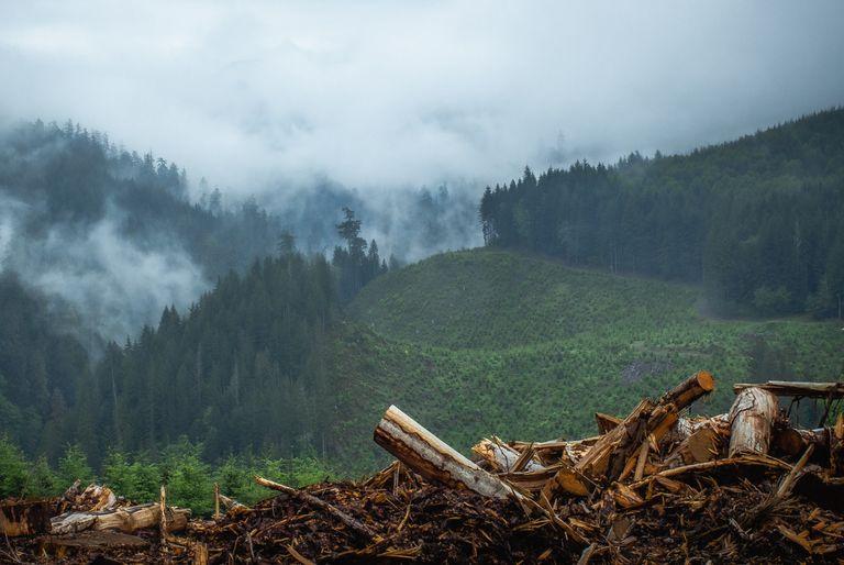 Virgin forest in Canada cut down so the wood can be used for toilet paper.