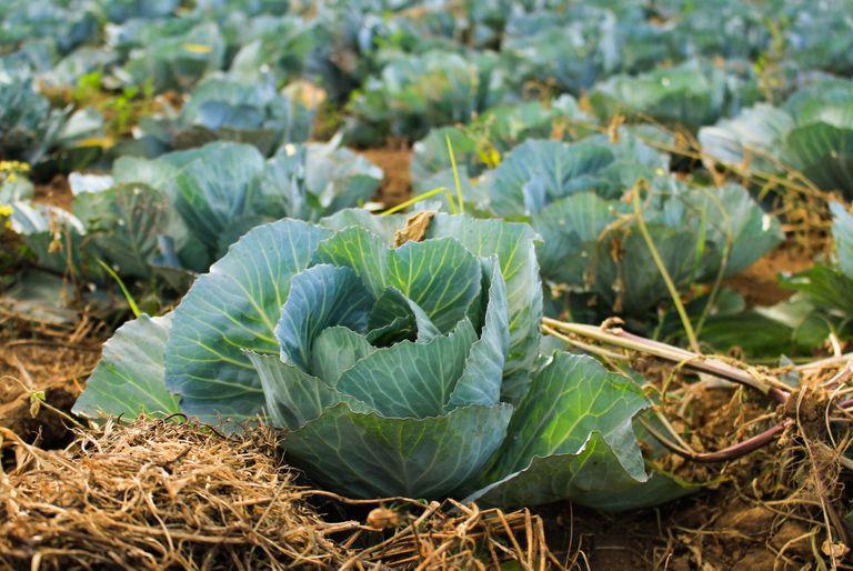 Cauliflower, a vegan-friendly staple, growing in a patch