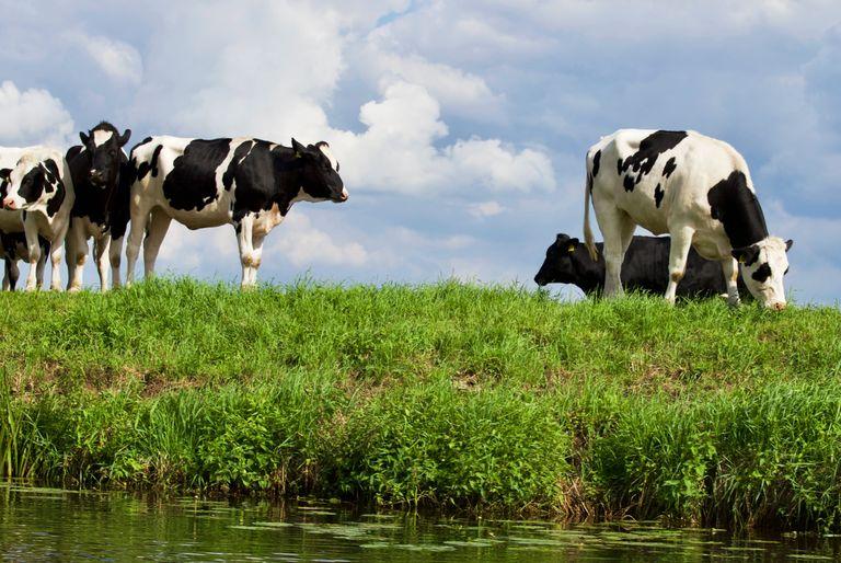Five Jersey cows grazing a pasture, symbolizing the impact of animal agriculture on climate change.