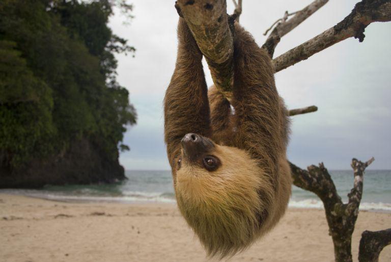 A sloth from Costa Rica hanging from a tree on the beach